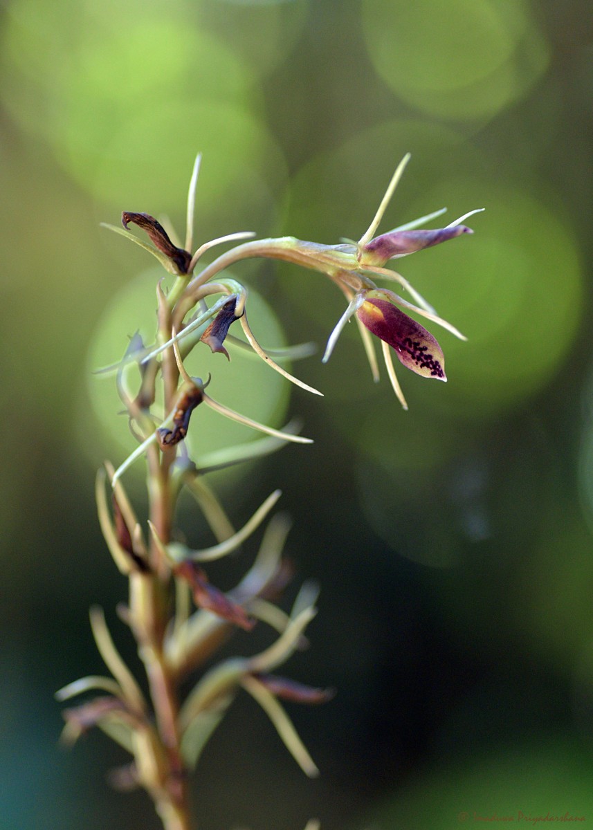 Cryptostylis arachnites (Blume) Hassk.